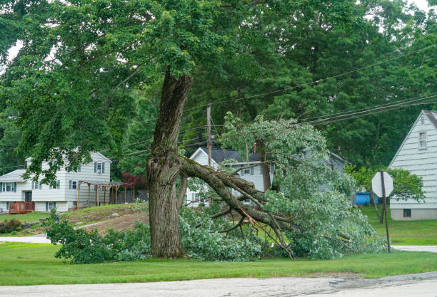 Best Tree Removal  in Concordia, MO