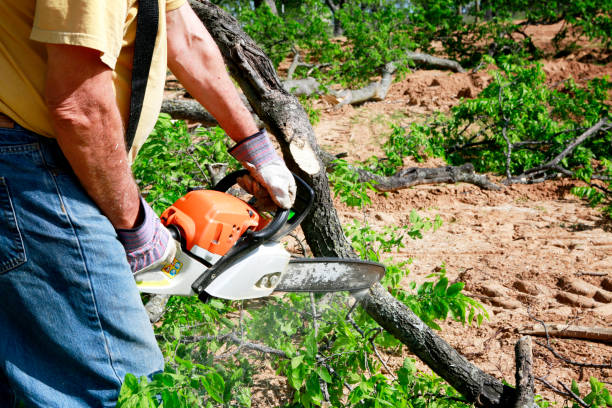 Professional Tree Services in Concordia, MO