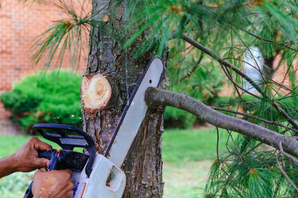 How Our Tree Care Process Works  in  Concordia, MO